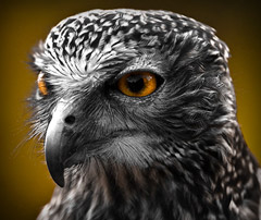 Featured Photography: Damien Lee