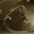 Louis Boulloche