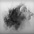 Featured Art Video: Lemuria